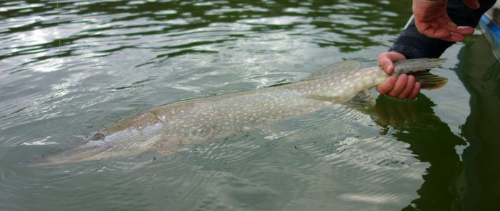 Fiska i Norrbotten